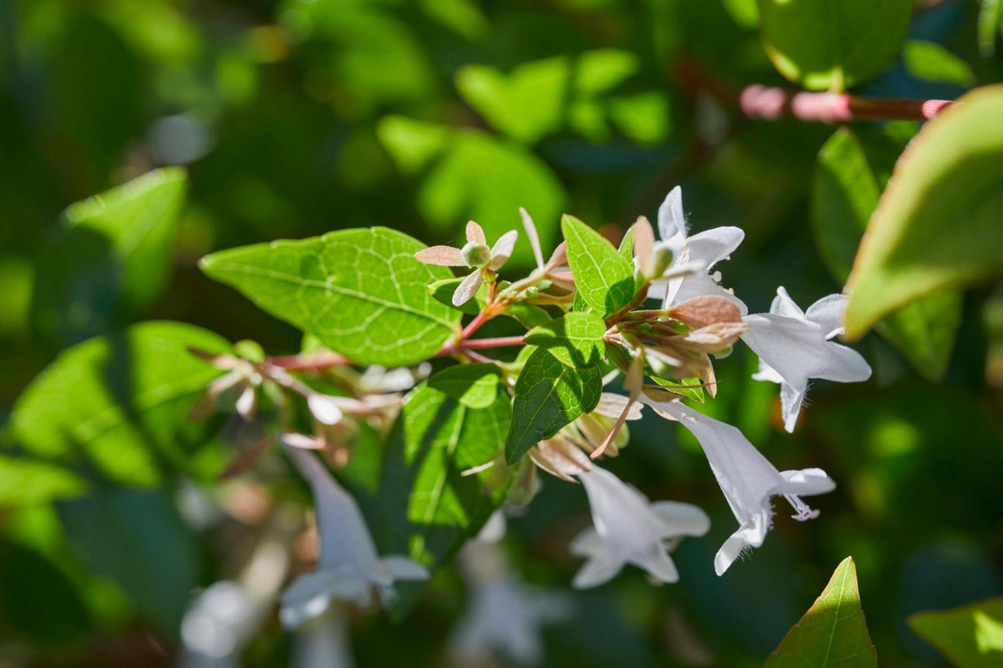 แมนดาริน โอเรียนเต็ล ซานติอาโก Hotel ภายนอก รูปภาพ Flowering honeysuckle